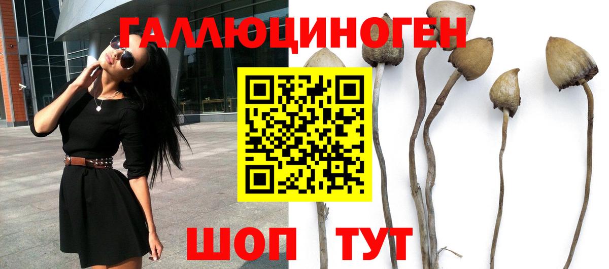 Псилоцибиновые грибы Cubensis Дедовск