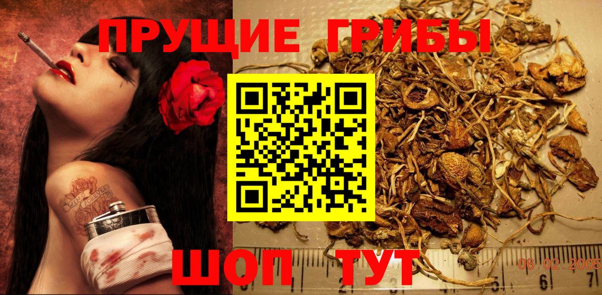 Дедовск  Галлюциногенные грибы Psilocybe  Вход с VPN 